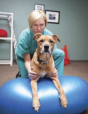 The Role of Animal Rehab Professionals
